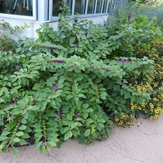 some very pretty plants by the side of a building