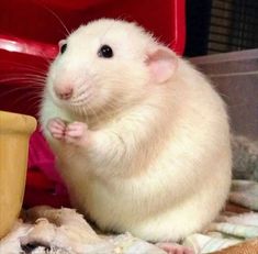 a white rat sitting on top of a blanket next to a potted plant in front of a red chair