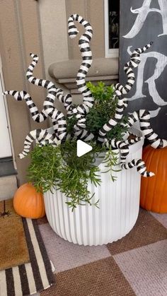 a potted plant with black and white stripes on it sitting in front of a door