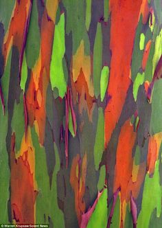 the bark of a rainbow eucalyptus tree is painted in vibrant orange, green and pink