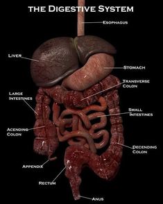 an image of the human body's organ systems