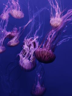 several purple jellyfish swimming in the water