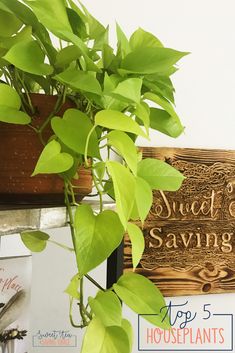 a potted plant sitting on top of a wooden sign