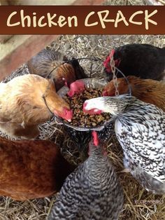 Perfect Soil Mixture, Homesteading Ducks, Chicken Husbandry, Wild Bunnies, Chicken Flock, Chicken Barn, Pet Diy, Chicken Care