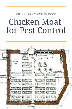 chickens in the garden chicken moat for pest control