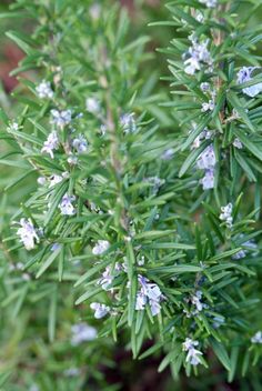 some very pretty blue and white flowers on a tree