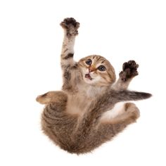 a cat is jumping in the air with its paws up and it's eyes wide open