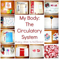 a collage of pictures with the words my body, the circulator system