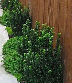 a row of bushes next to a wooden fence