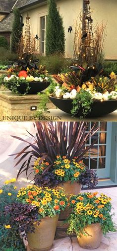 two pictures show different types of flowers in pots and on the same planter, one is