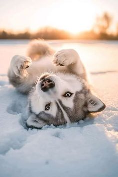 Husky Photos, Rescue Puppies, Cute Animals Puppies, Very Cute Dogs, Snowy Landscape