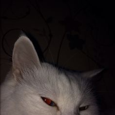 a white cat with red eyes laying down