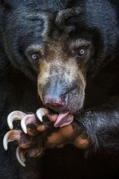 a large black bear holding something in its mouth