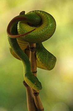 a green snake is curled up on a branch