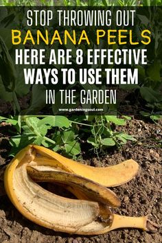 a banana peel sitting in the dirt with text overlay reading stop throwing out bananas here are 8 effective ways to use them in the garden