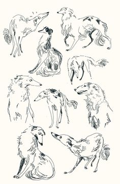 some drawings of different animals sitting on the ground and standing in front of each other