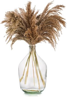 dried grass in a glass vase on a white background