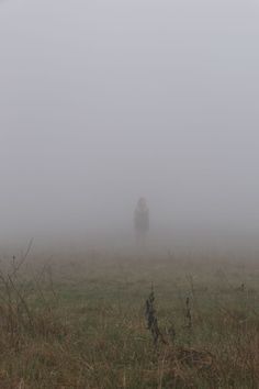 two cows standing in the middle of a field on a foggy day