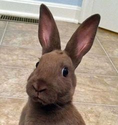 a brown rabbit sitting on top of a tile floor next to a wall with words written below it