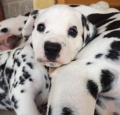 two dalmatian puppies cuddle together on the floor