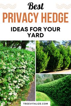 the best privacy hedge ideas for your yard