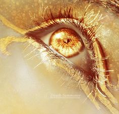 Soulmate Stories, Apollo Aesthetic, Golden Eyes, White Angel, Gold Aesthetic, Gold Eyes, Yellow Aesthetic, 판타지 아트