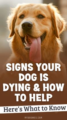 a dog with its tongue out and the caption says, signs your dog is dying & how to help here's what to know