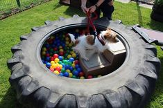 a small dog standing in a large tire filled with balls and playing with it's owner