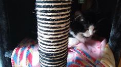 a black and white cat sitting on top of a scratching post next to a blanket