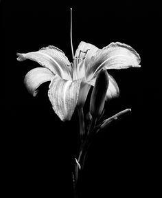 a black and white photo of a flower