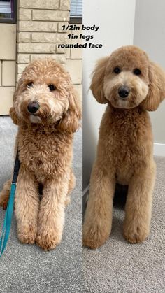 two dogs sitting next to each other in front of a brick wall, one is brown and the other is tan