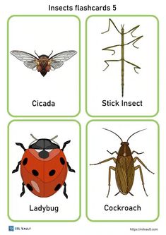 four different types of bugs and insects with the words insects flashcards 5, ladybug