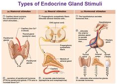 the different types of endocine glaud stimulis are shown