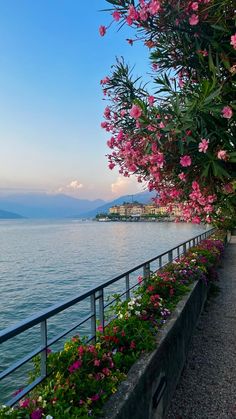 pink flowers line the side of a body of water