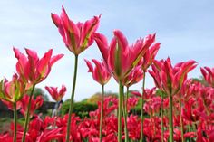 many pink flowers with green stems in the foreground and blue sky in the background