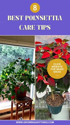 the best poinsettia care tips to keep your plants healthy and happy this winter