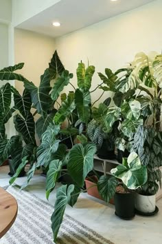 there are many different types of plants in the room