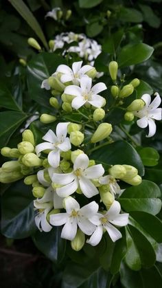 white flowers with green leaves in the background