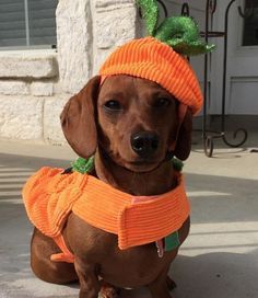 a brown dog wearing an orange hat and scarf sitting on the ground next to a building