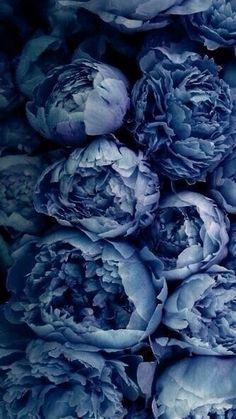 a bunch of blue peonies sitting on top of each other