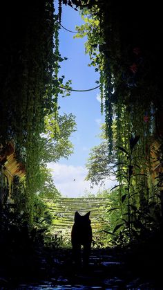 a cat standing in the middle of a forest