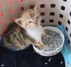 a kitten sitting in a laundry basket with its eyes closed and drinking from a bowl