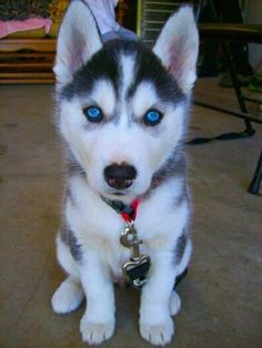 a husky puppy with blue eyes sitting down