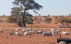 a herd of sheep laying on top of a dirt field