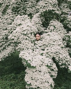 a woman peeking out from behind a white flowered tree in the middle of a field