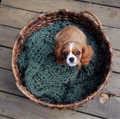 a small brown and white dog laying in a basket