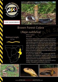 an advertisement for the brown - forest cobra, which is on display at the african snake museum