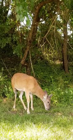 a deer grazing in the grass near some trees