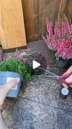 someone is using scissors to cut flowers out of the potted plants in front of them