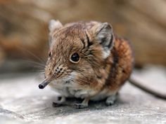 a small rodent sitting on top of a stone floor next to a rock wall